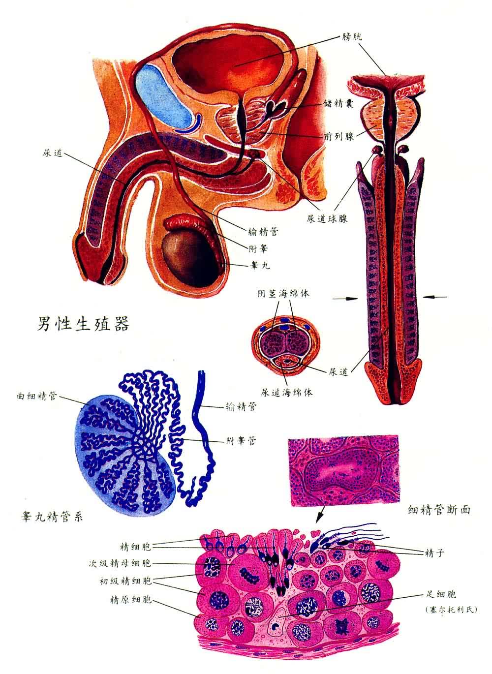 生殖系統(tǒng)