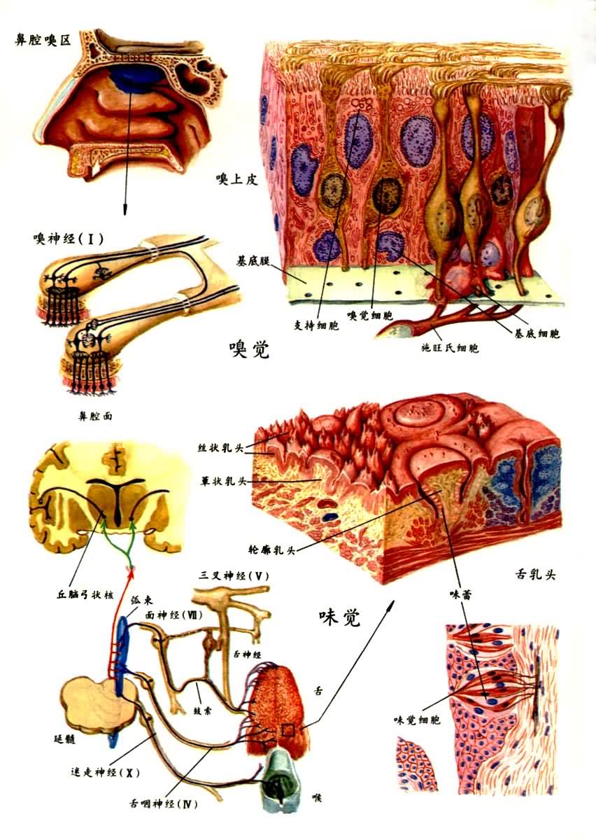 神經(jīng)系統(tǒng)