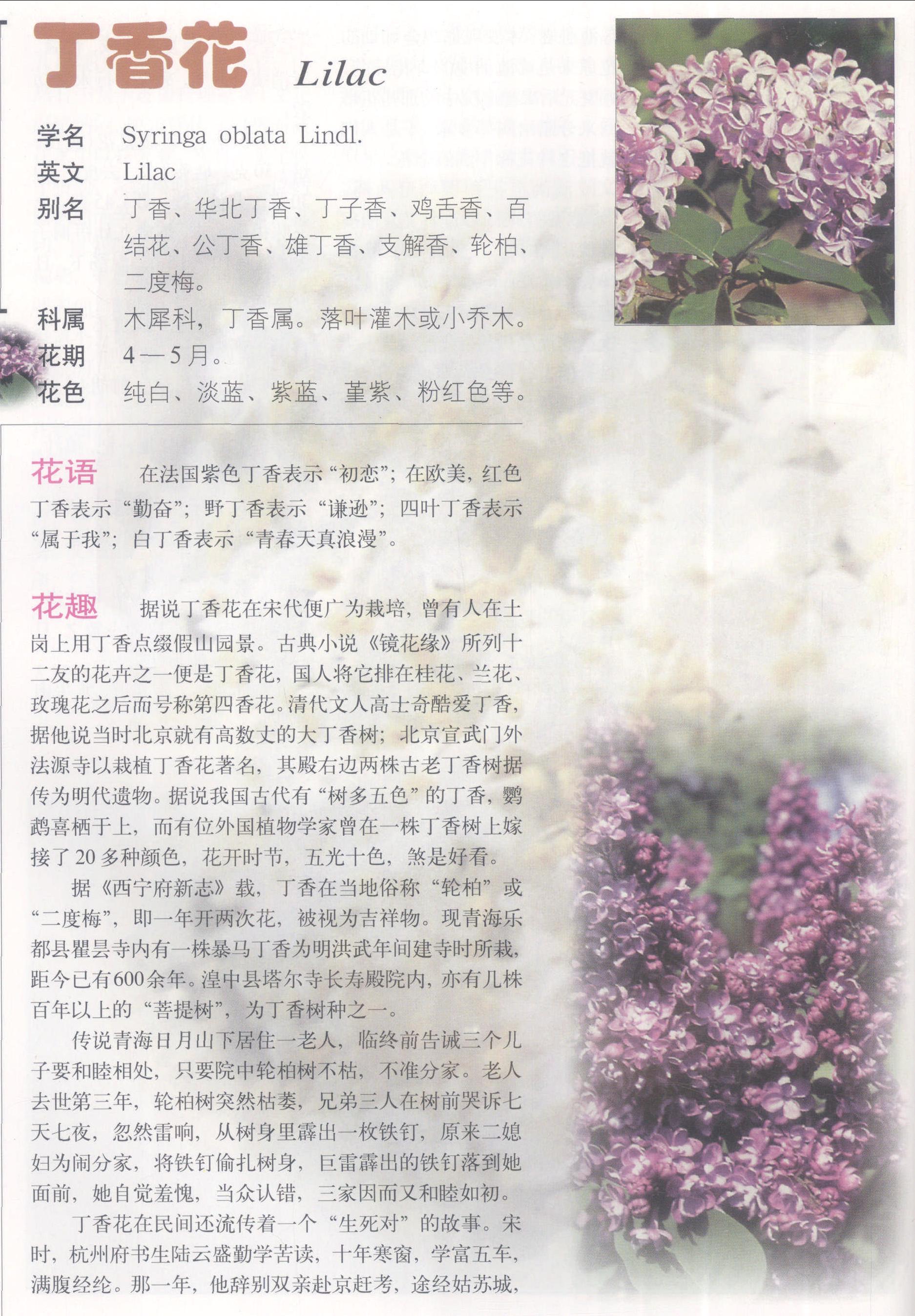 丁香花