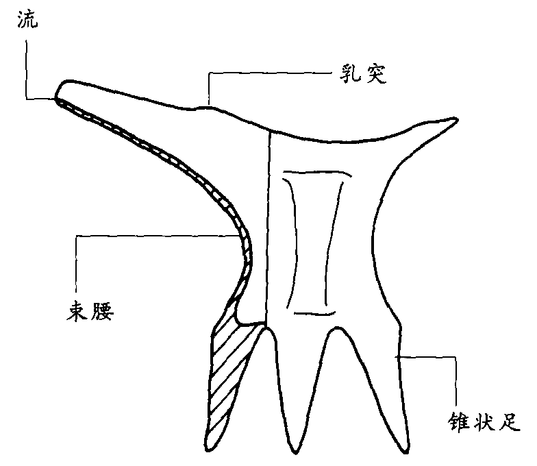 爵