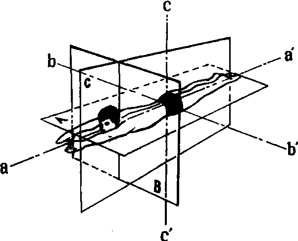 運(yùn)動(dòng)面