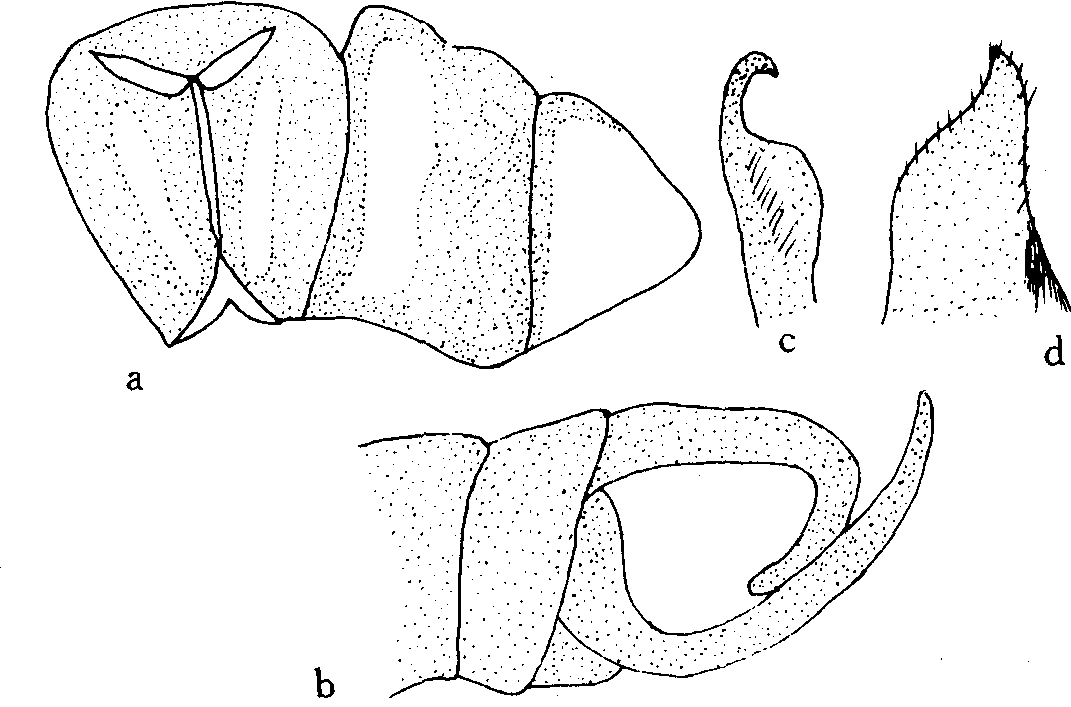 6.環(huán)鉤尾春蜓