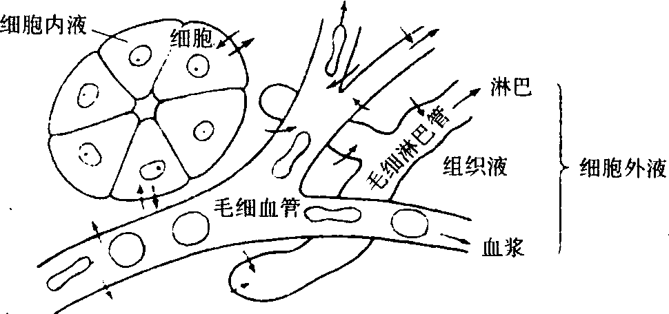 內環(huán)境恒定