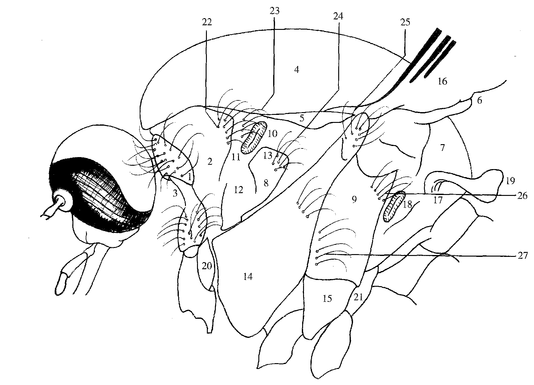 圖1-4 蚊蟲(chóng)胸部側(cè)面觀(guān) (采自陸寶麟等，1997a)