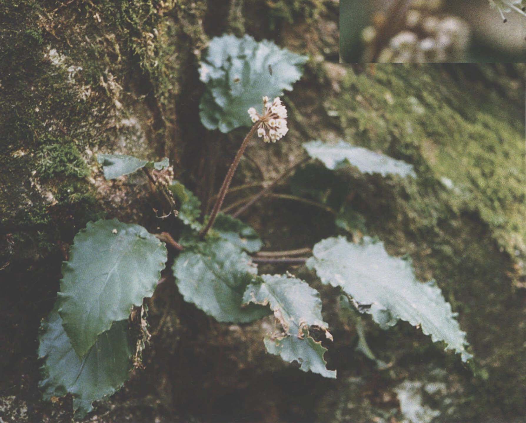 1.五數(shù)苣苔(中國(guó)植物志)光葉石上蓮(植物分類學(xué)報(bào))P23，圖1.4～圖1.5