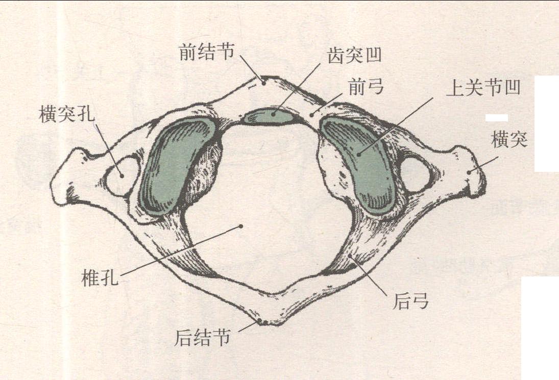 脊柱骨（椎骨）頸椎