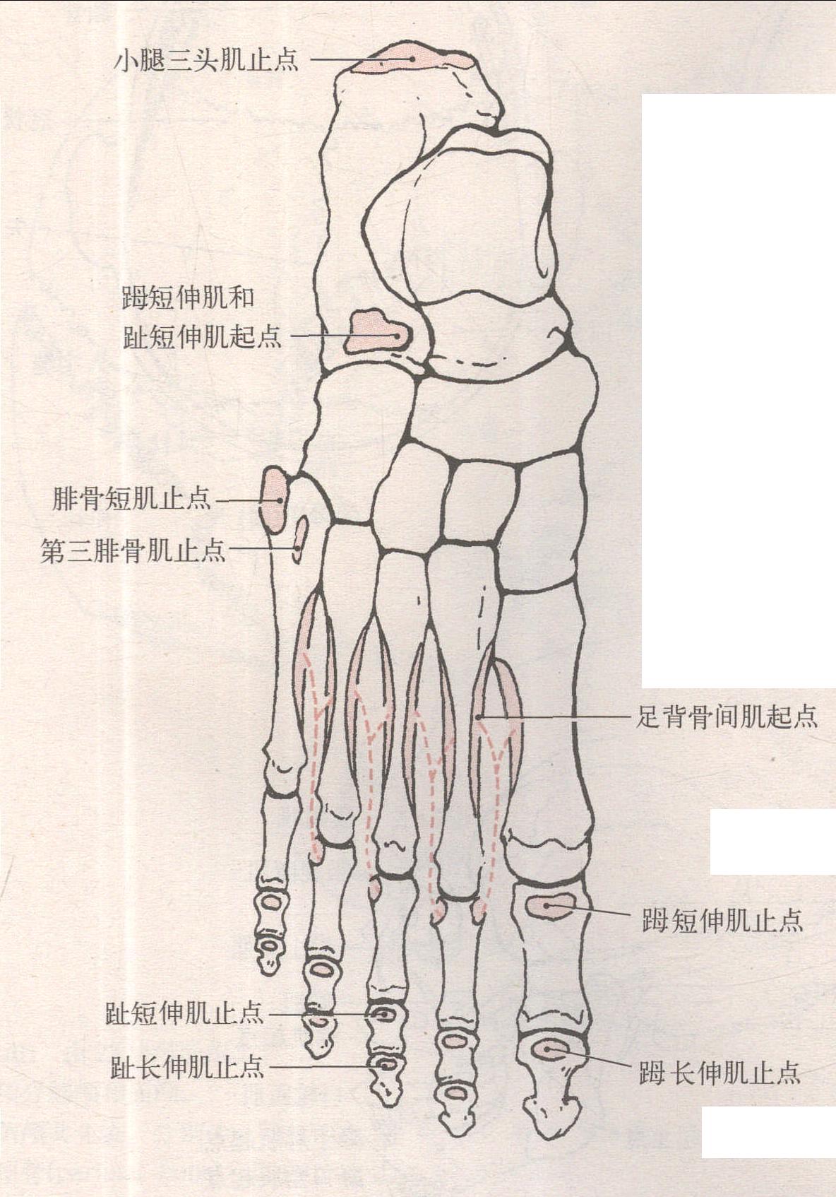 足骨底面