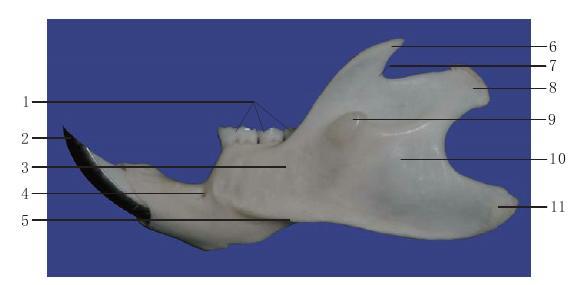 圖1-9 下頜骨外面觀