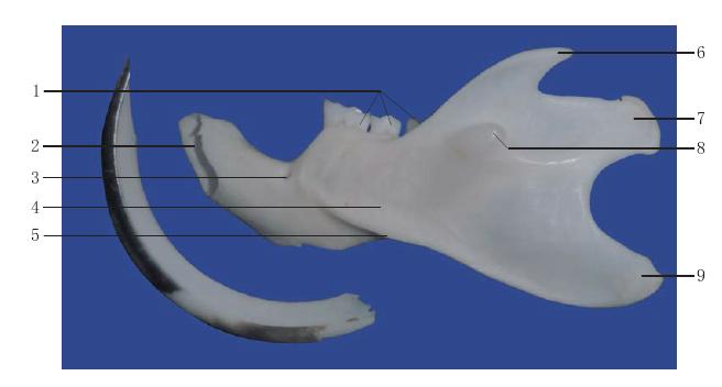 圖1-10 下頜骨外面觀