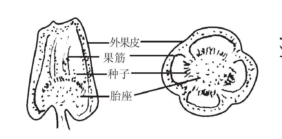 （五）果實(shí)