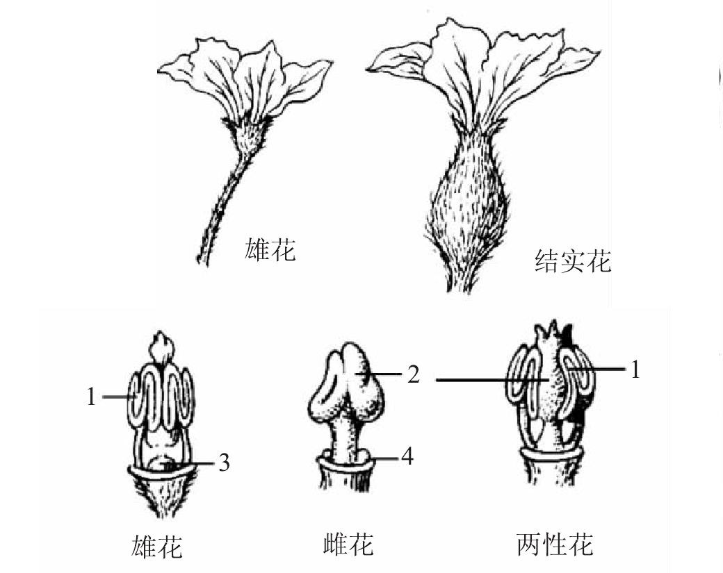 四、花