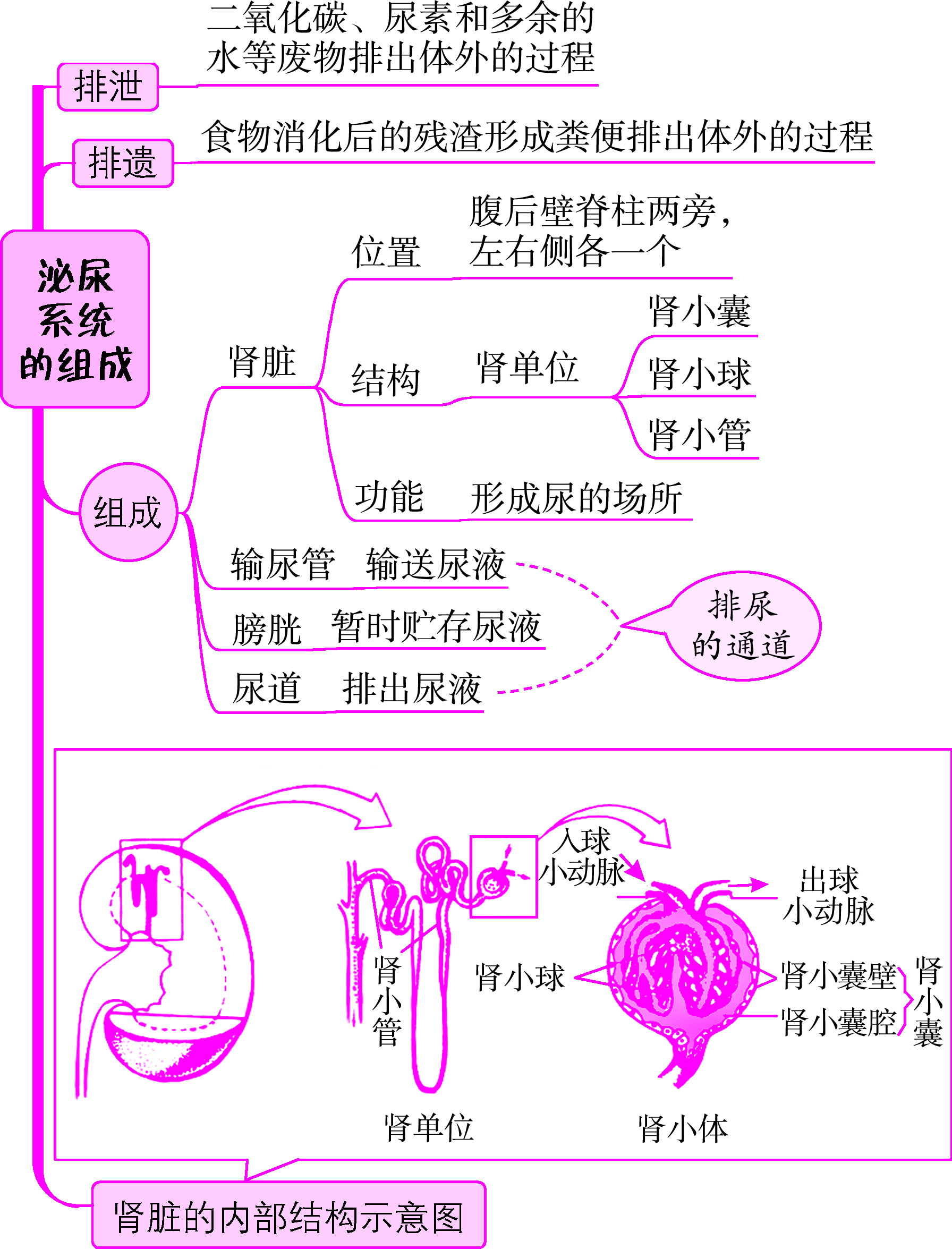 人體內(nèi)廢物的排出