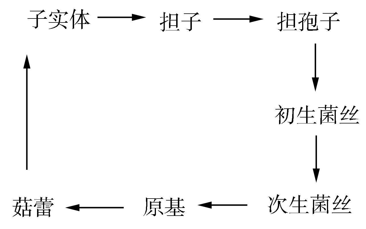 (三)白靈菇的交配系統(tǒng)與生活史