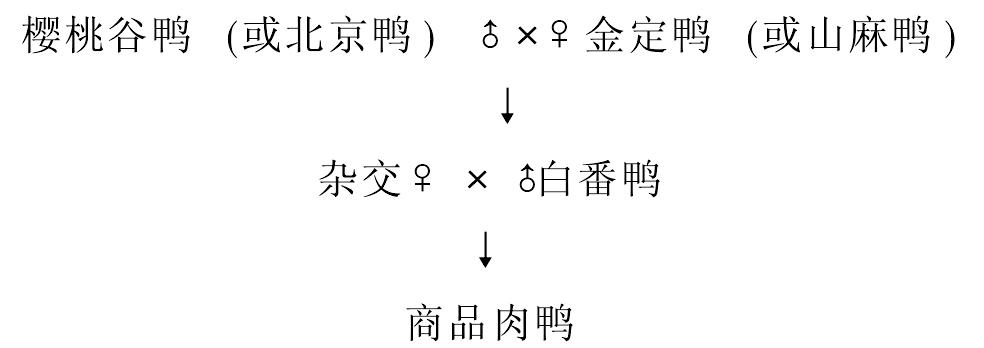 (五)種鴨的選種方法與雜交利用