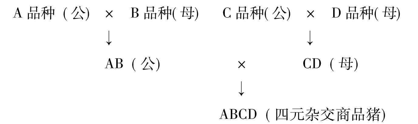 (二)豬的經(jīng)濟(jì)雜交及利用