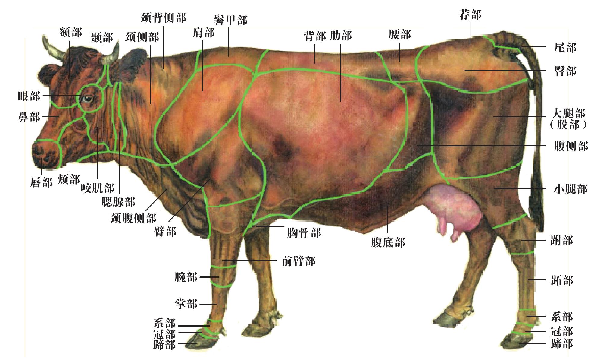 一、畜體各部位名稱