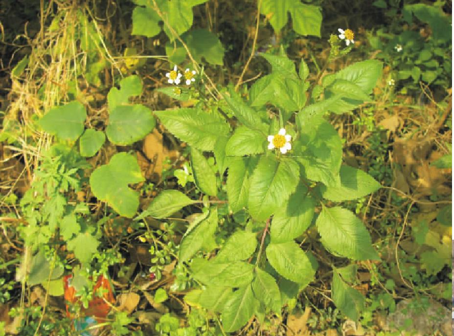 三葉鬼針草