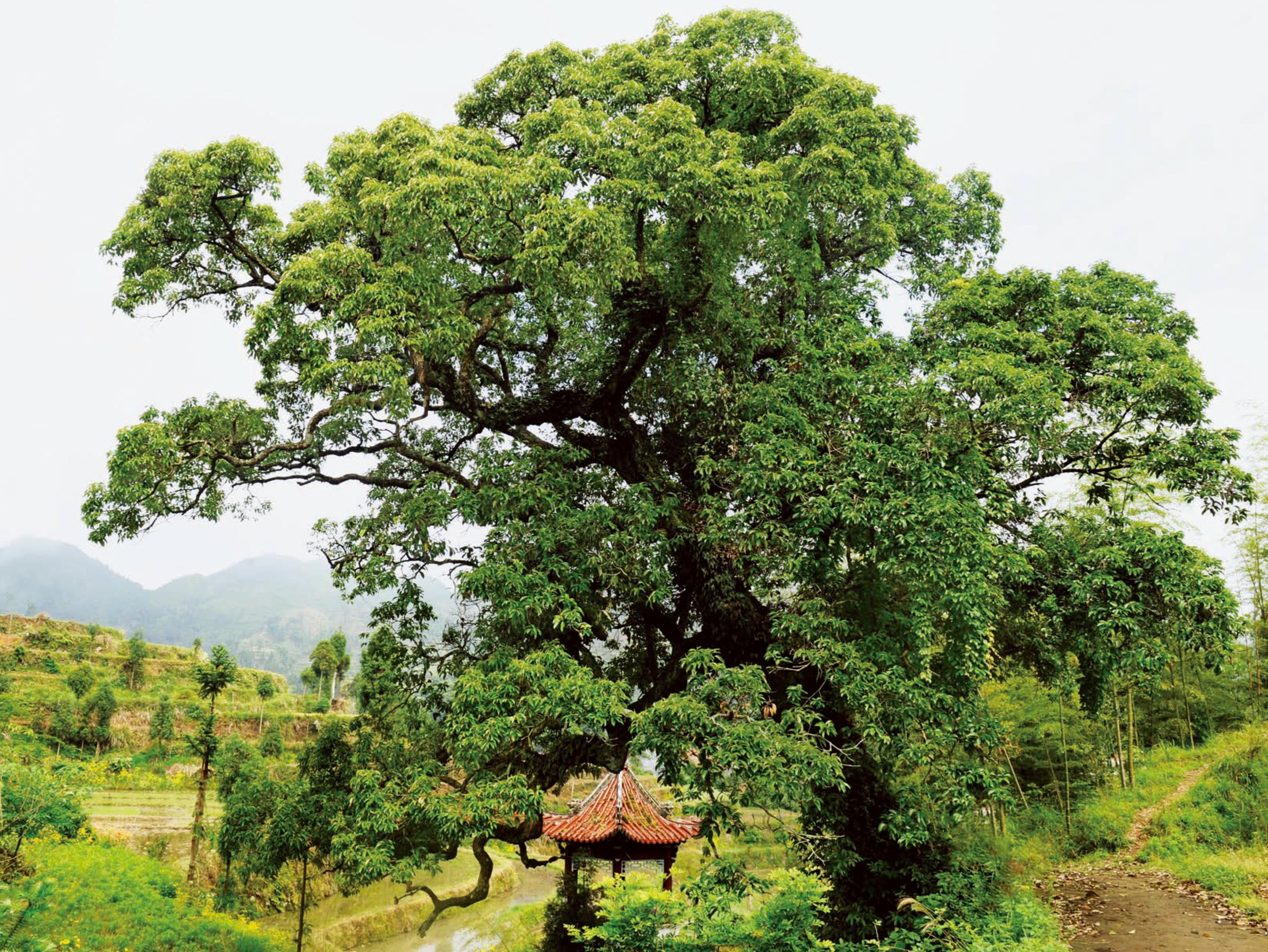 茗岙茗中村胡公爺?shù)钆?苦櫧