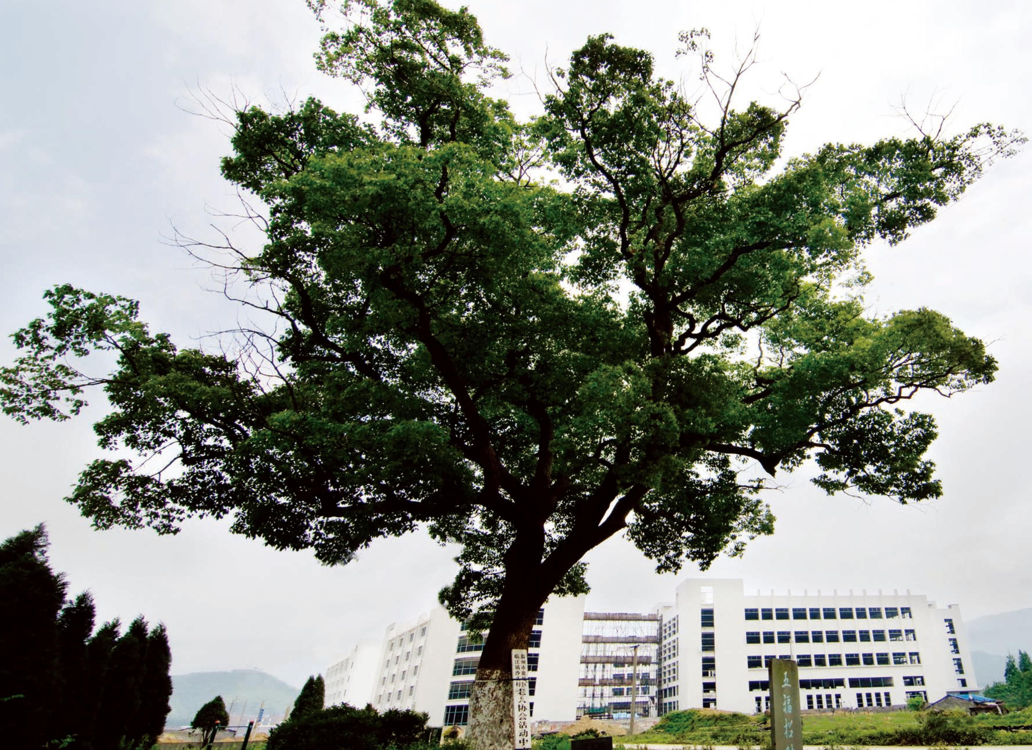 藤橋鎮(zhèn)沙頭村 樟樹