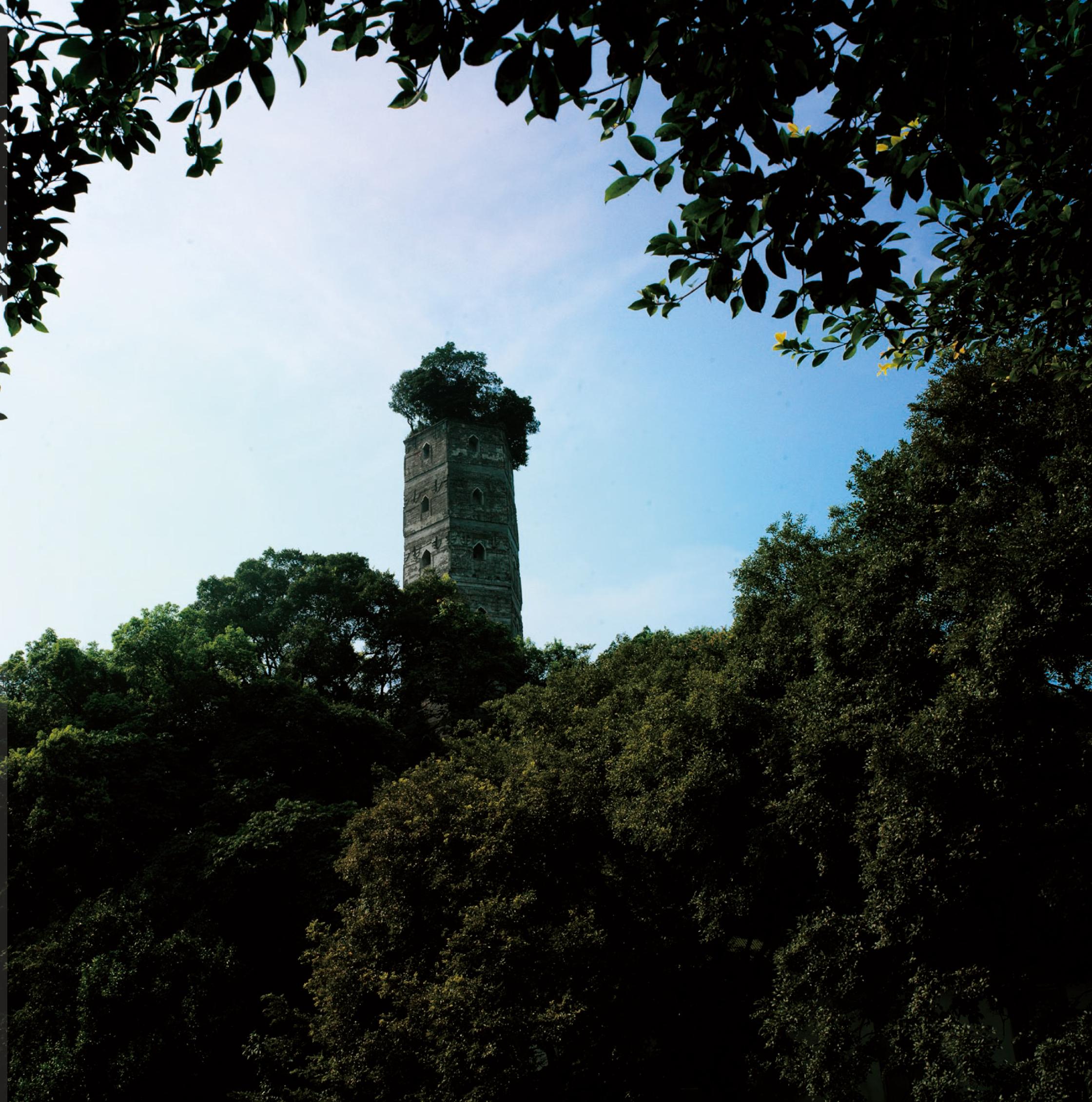 江心公園市博物館前 樟抱榕