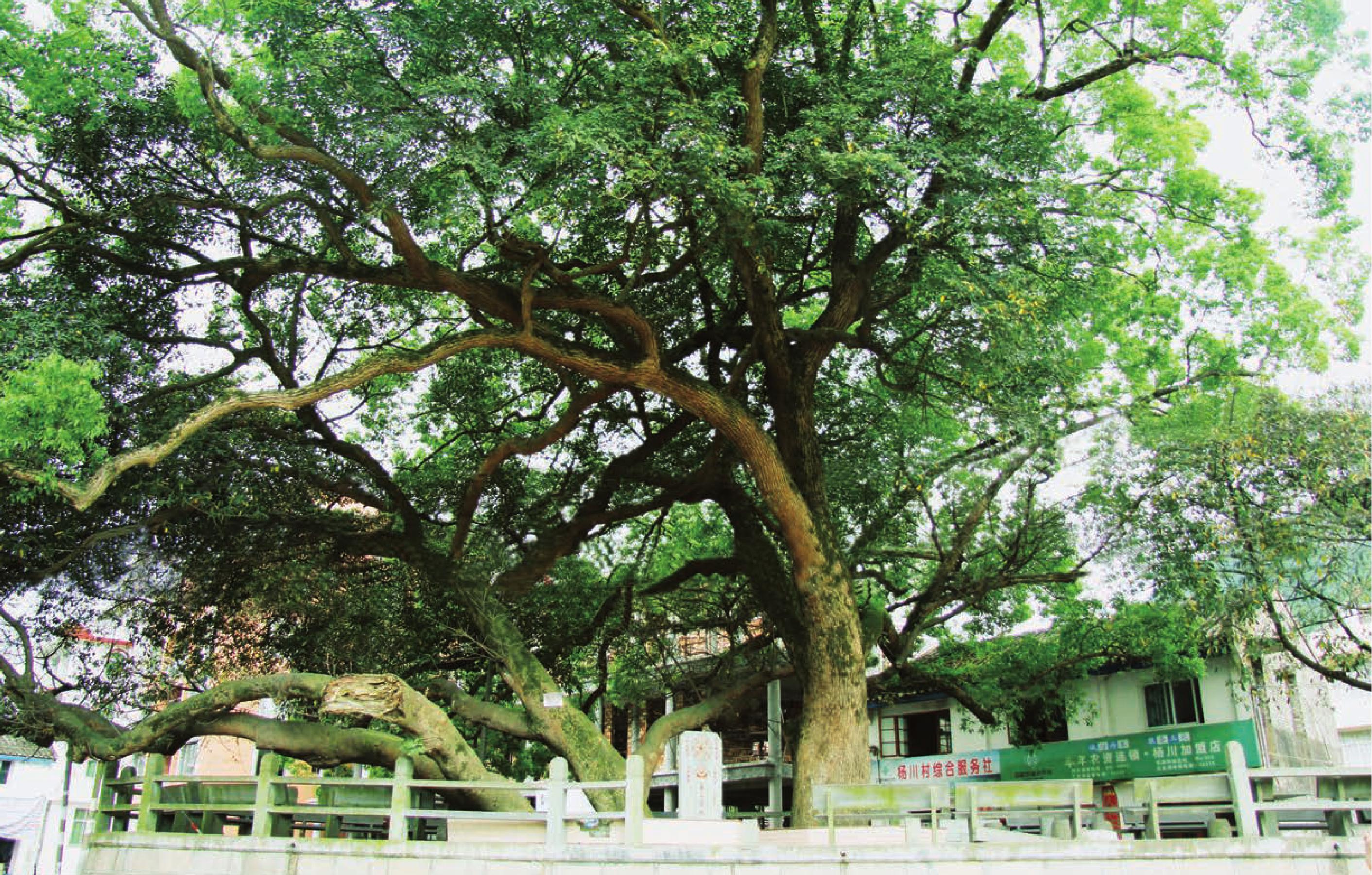 淡溪鎮(zhèn)楊川村 筆管榕