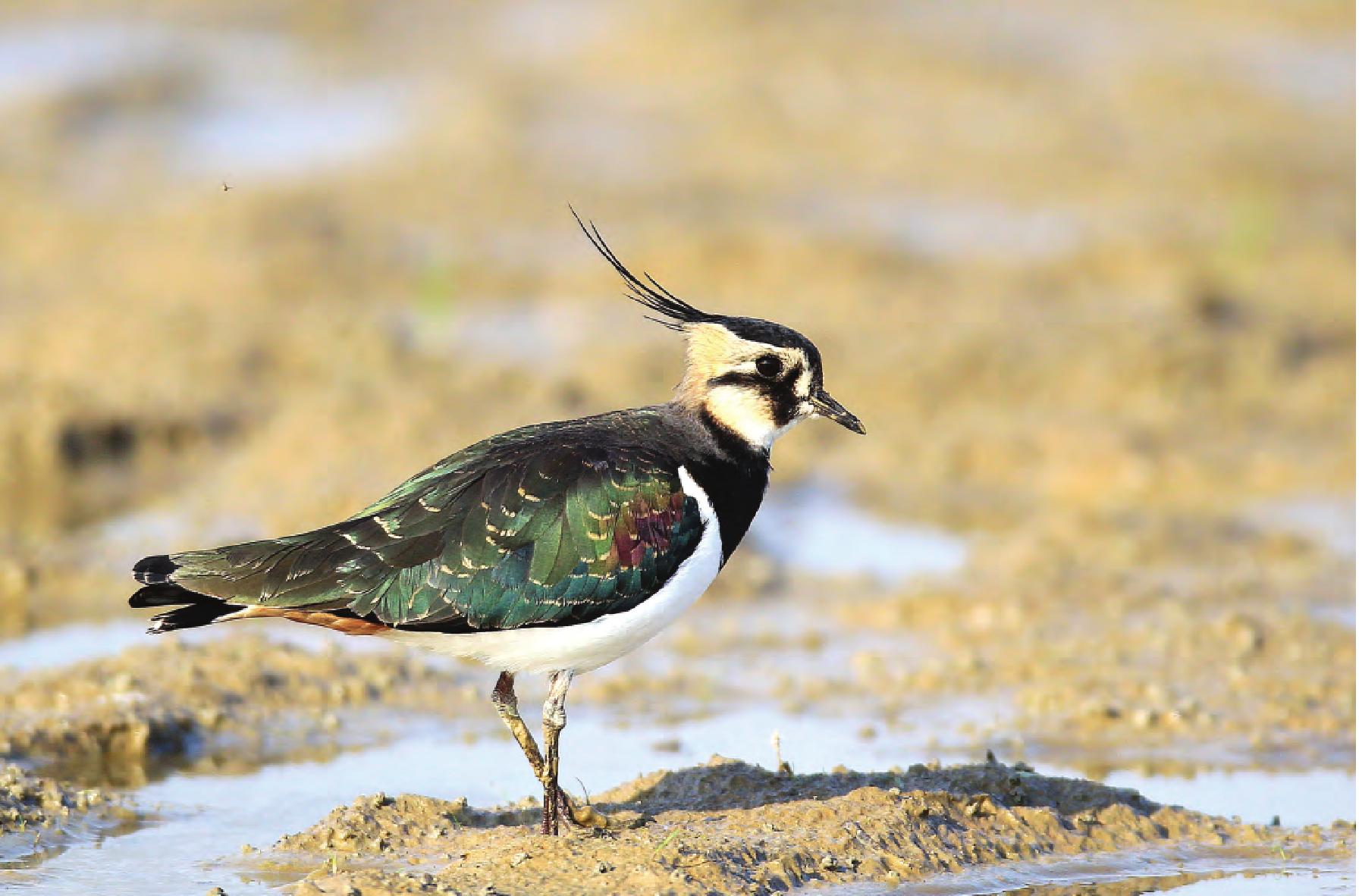 鳳頭麥雞