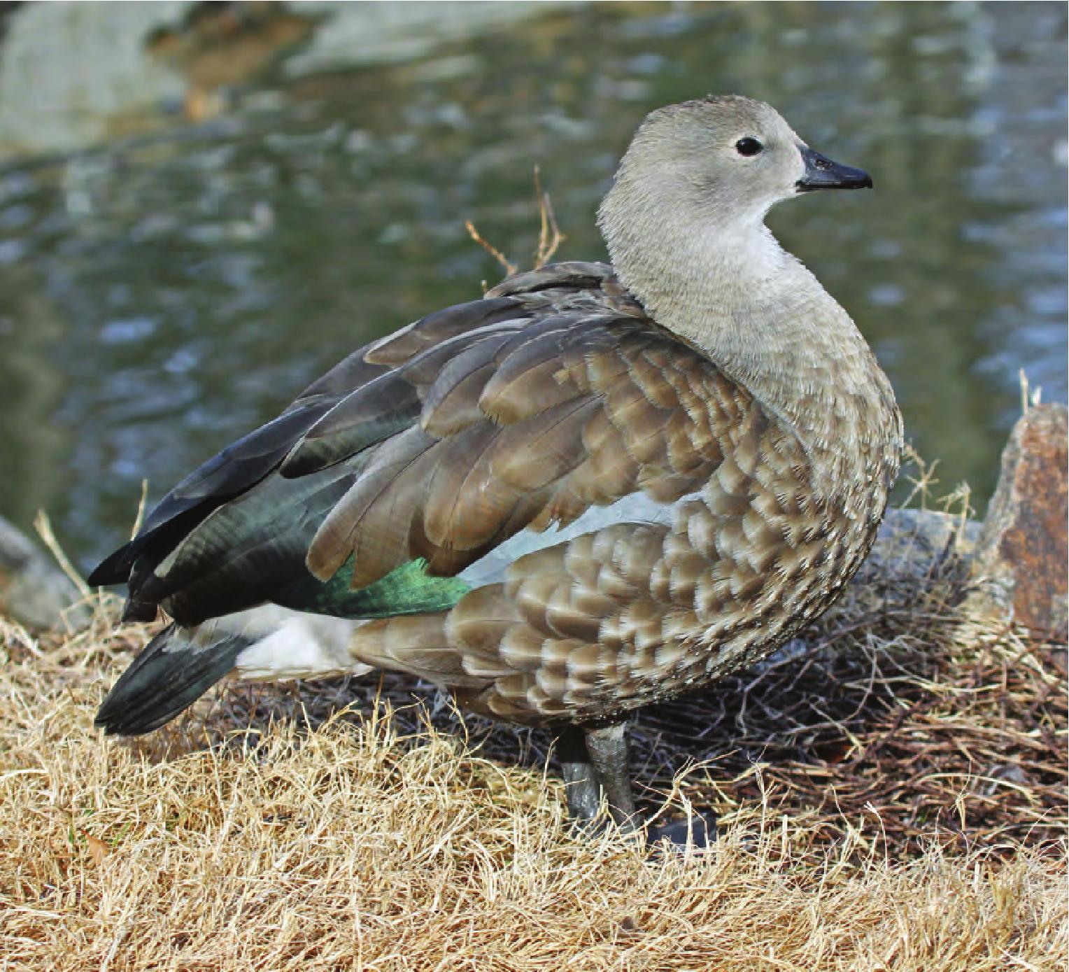 藍(lán)翅雁(鴨科)