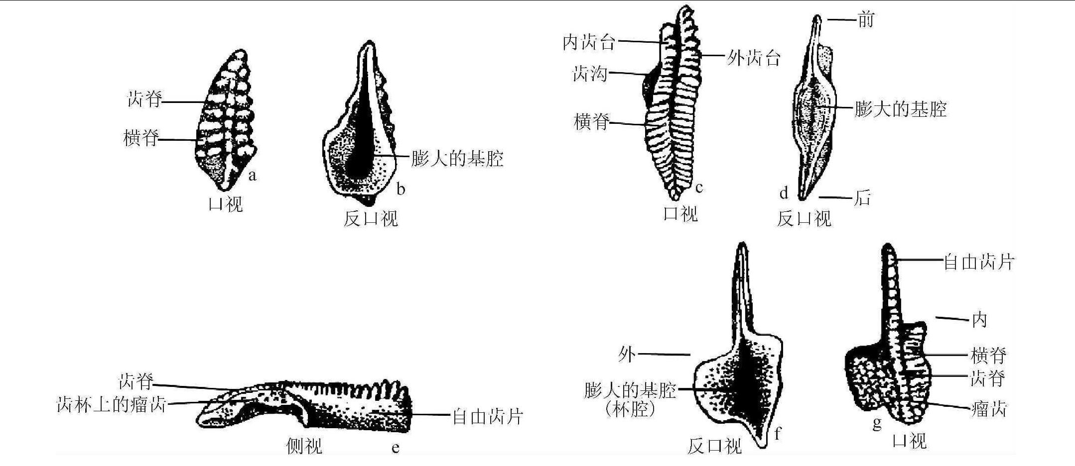 第四節(jié) 牙形刺基本形態(tài)構(gòu)造