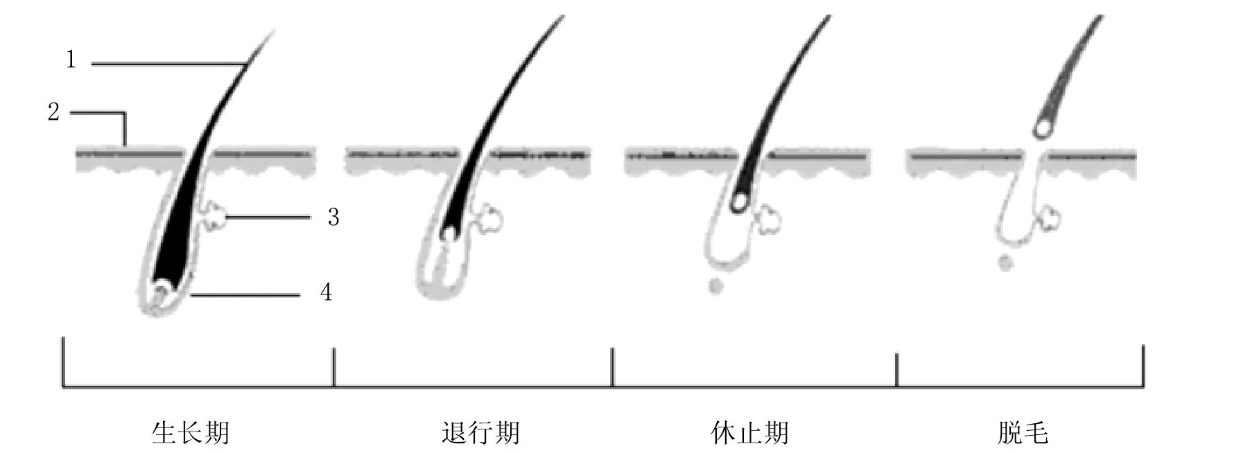 五、頭發(fā)的生長(zhǎng)周期