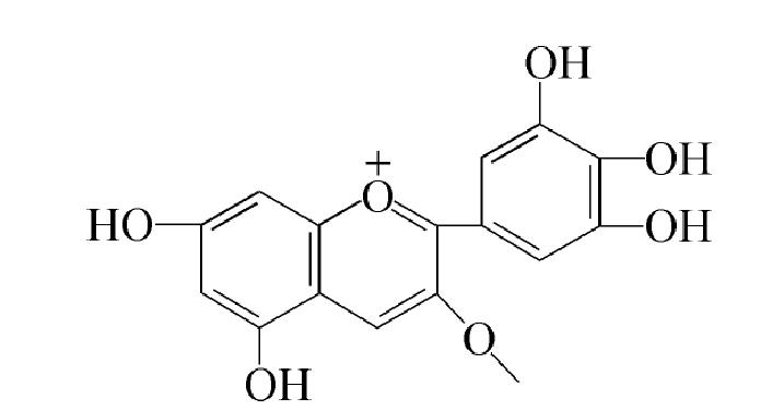 六、玫瑰茄紅