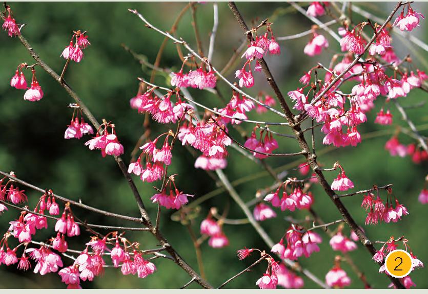 鐘花櫻桃(福建山櫻花)