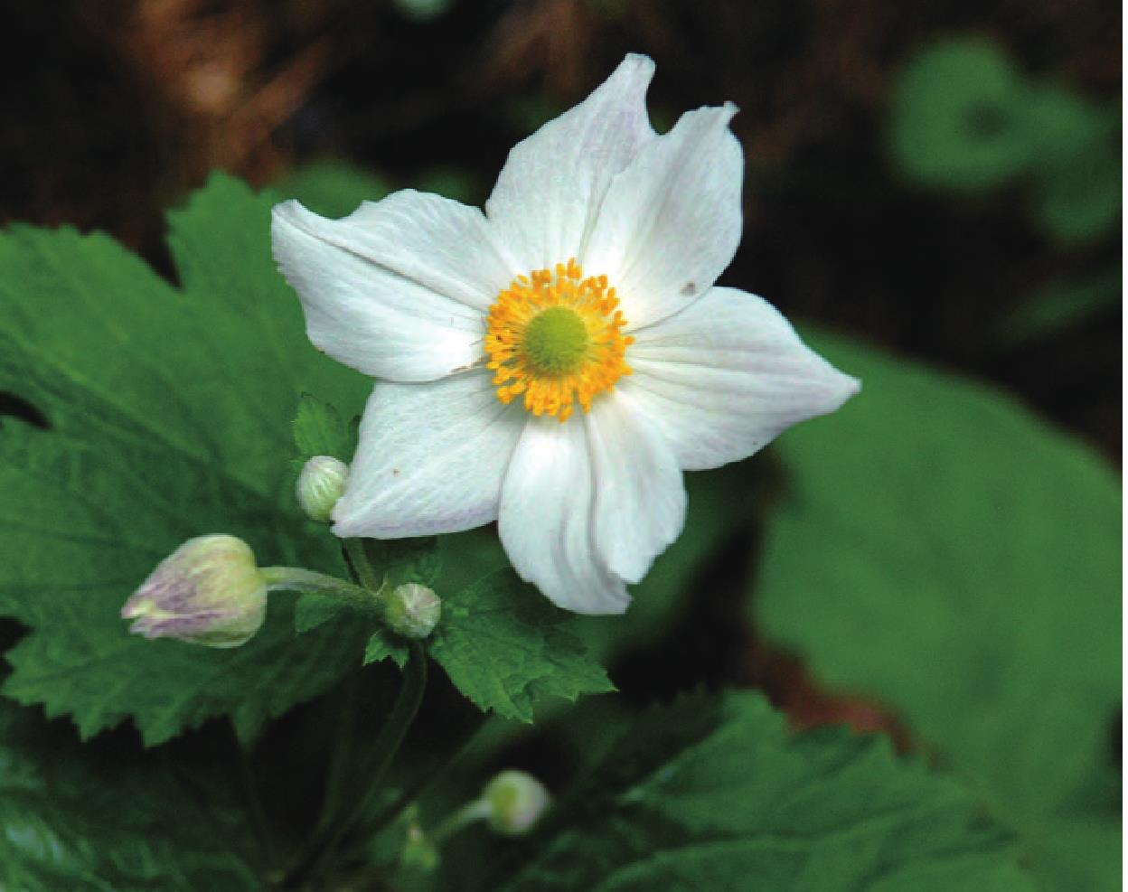 30.野棉花