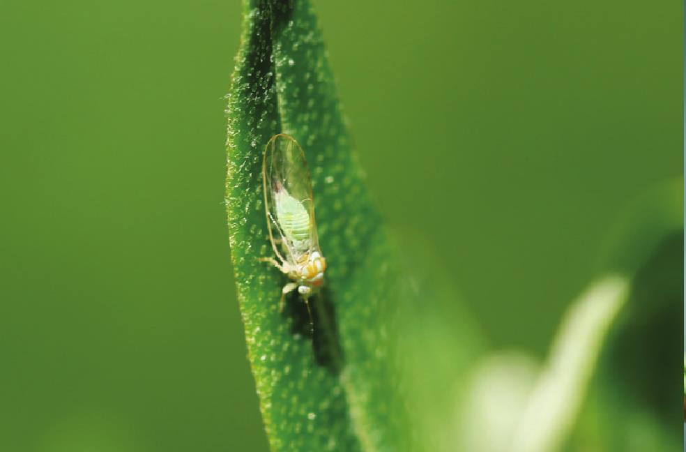 沙棗木虱