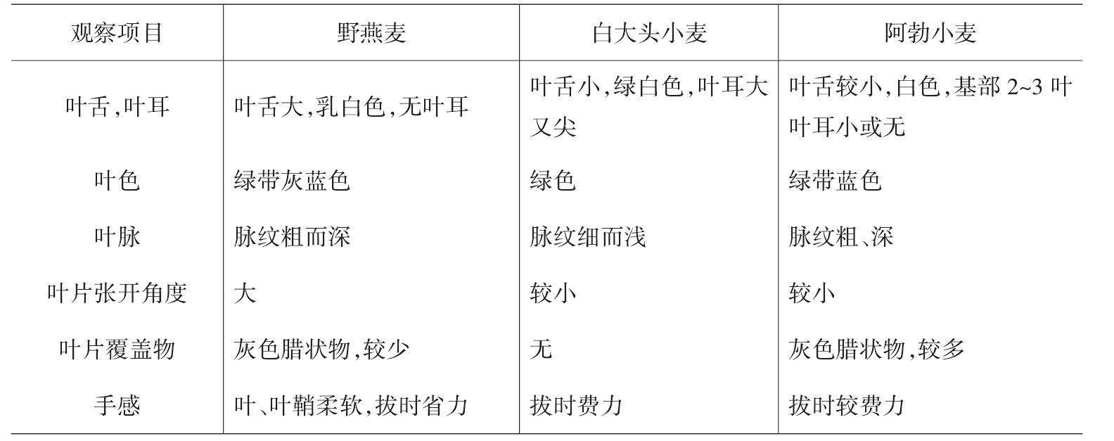 野燕麥植物學特征與生物學特性的觀察研究