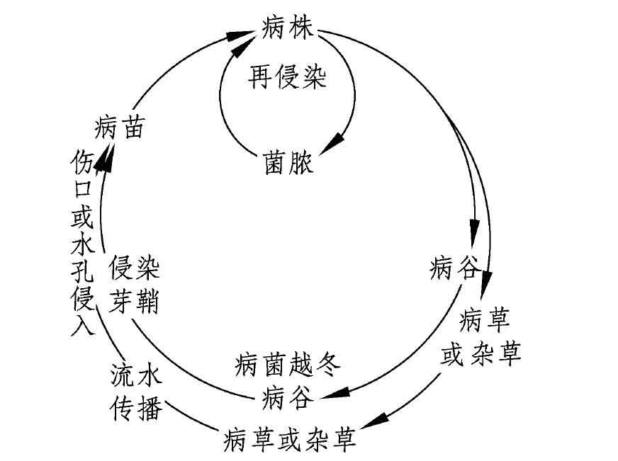 三、傳播途徑和發(fā)病條件